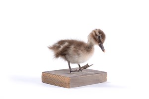 Image description is not available for 2011.2.6